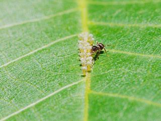 ant extracting honeydew from aphids herd on leaf - obrazy, fototapety, plakaty