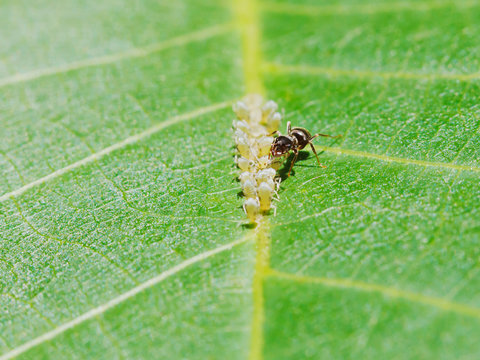 ant extracting honeydew from aphids herd on leaf