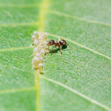 ant collects honeydew from aphids group on leaf