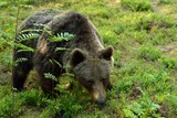 Brown bear closeup in the forest