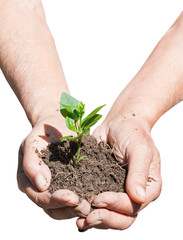 male handful with soil and green sprout