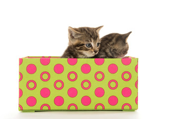 Two cute tabby kittens