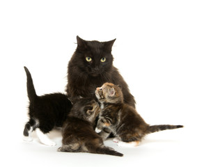 Black cat nursing kittens