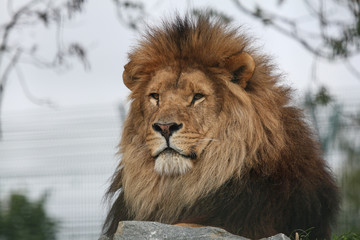 Obraz na płótnie Canvas Portrait of African Male Lion