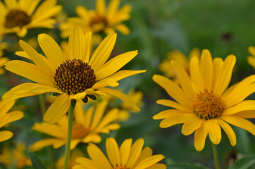 yellow daisy flowers at Philadelphia airport