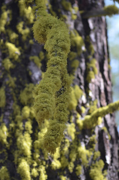 Bright green wolf lichens covering pine bark in Sierra Nevada
