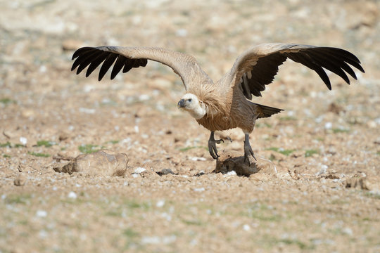 Griffon vulture flying off.