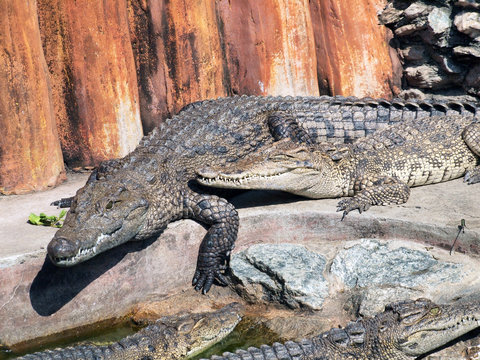 Crocodiles close up in Thailand