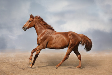 Fototapeta na wymiar Beautiful wild brown horse galloping on sky