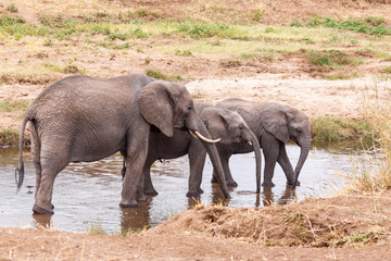 Fototapeta na wymiar Elephants in the Tarangire River