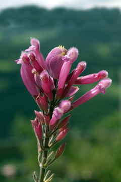 Paeoniensalbei, Salvia puberula,