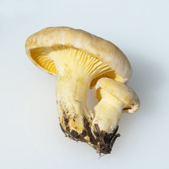 Pfifferlinge, Pfifferling, Eierschwamm, Cantharellus, cibarius,