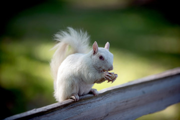 White squirrel in Olney