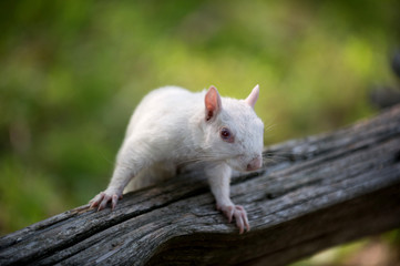 White squirrel in Olney