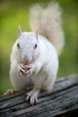White squirrel in Olney