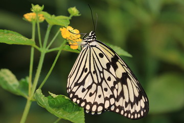 Large Tree Nymphs(Paper Kite,Rice Paper) butterfly and flower