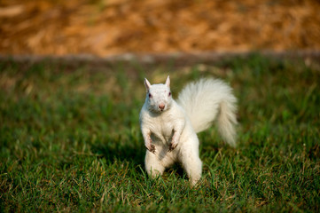 Naklejka na ściany i meble White squirrel in the grass