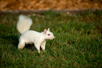 White squirrel in the grass