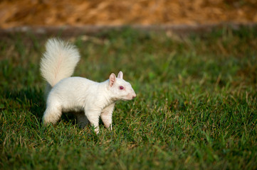 White squirrel in the grass