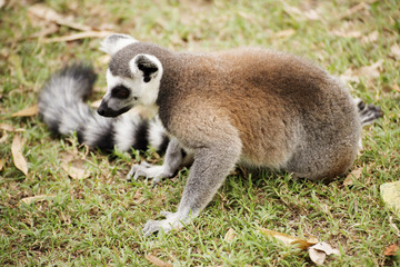 Naklejka na ściany i meble Ring-tailed lemur sitting