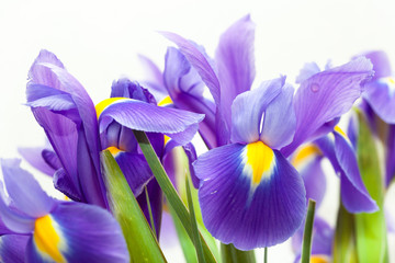 violet yellow iris blueflag flower on white backgroung