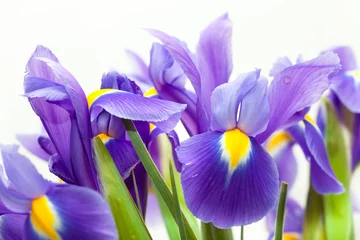 Schilderijen op glas violet gele iris blauwe vlag bloem op witte backgroung © Morgenstjerne