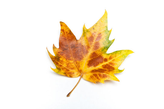 isolated leave of platane on white background