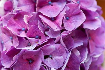 violet pink hydrangea flowers