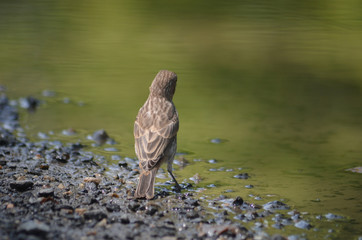 female finch drinking from a puddle at John Heinz