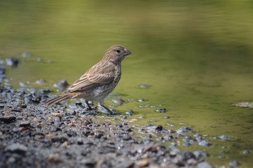 female finch drinking from a puddle at John Heinz