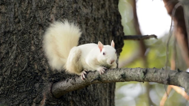Rare white squirrel in a tree in Olney, Illinois