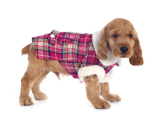 dressed puppy english cocker