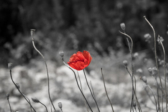 Fototapeta Red poppy on black and white background.