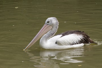 pelican