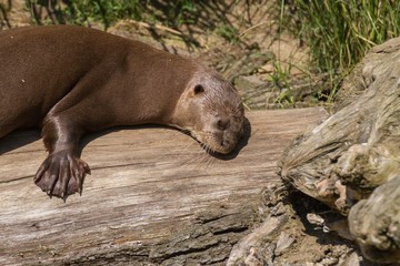 giant otter