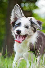 Junger Border Collie