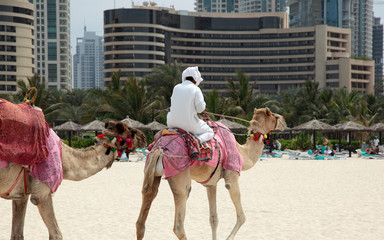 Naklejka premium camel in Dubai