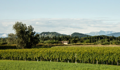 Fototapeta premium Collio