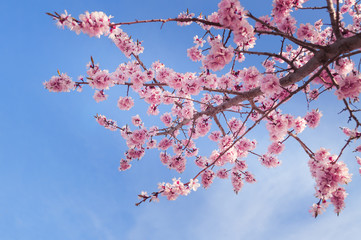 Spring blossom apricot