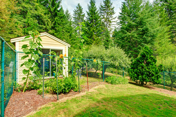 Countryside backyard with sunflowers