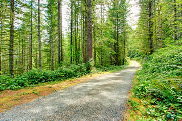 Fototapeta na wymiar Scenic driveway in green forest. Washington state
