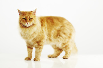 Maine coon cat on a white background