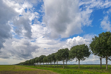 Clouds over a row of trees in the countryside