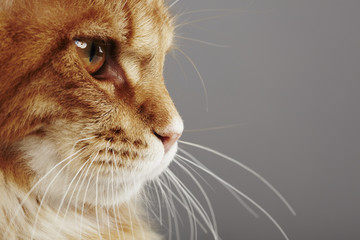 Close up of a maine coon cat, in front of a grey background