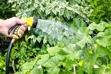 Vegetable garden