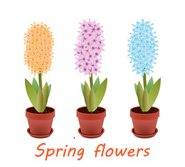 Orange,pink and blue hyacinths in flowerpots