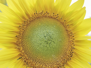 close-up sunflower tournesol - 69015908