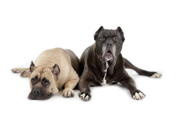Cane Corso dogs on white background