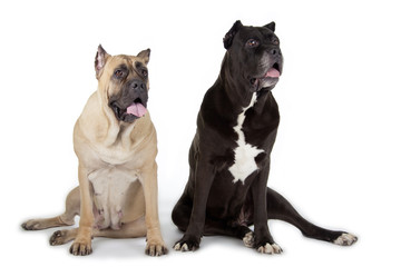 Cane Corso dogs on white background