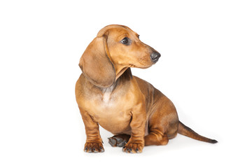 dachshund puppy